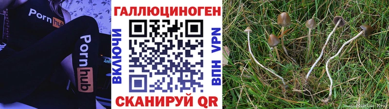 Псилоцибиновые грибы GOLDEN TEACHER  Балтийск 
