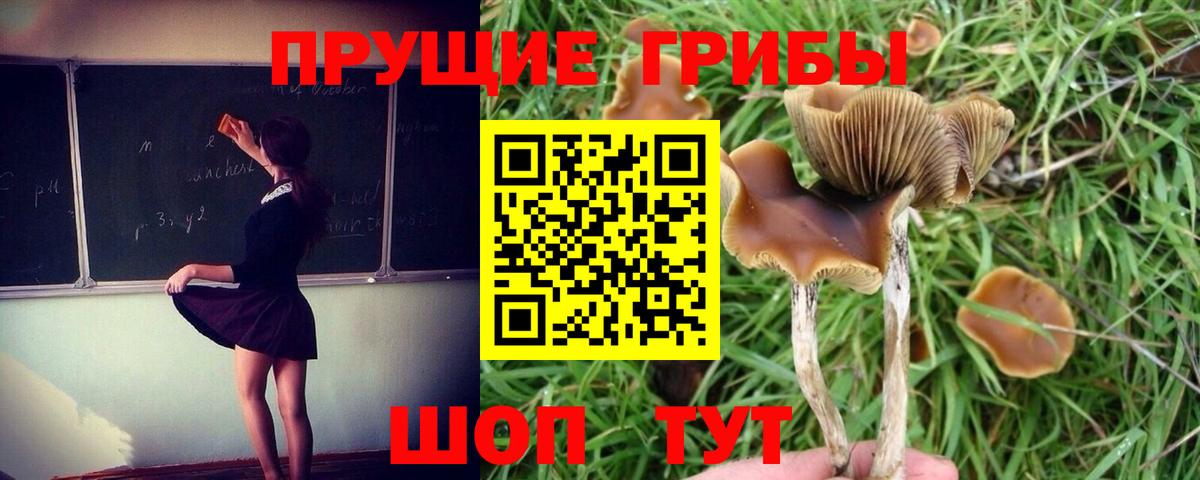 Галлюциногенные грибы Cubensis Балтийск